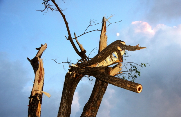 Hurricane battered trees